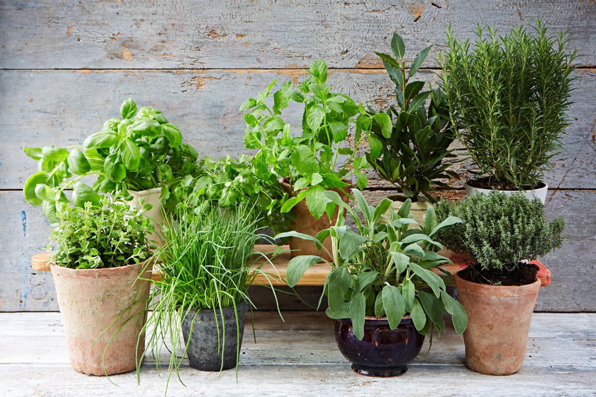 Online Plants Nz - Plant Company